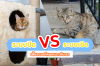 เลี้ยงแมวระบบปิด VS ระบบเปิด แบบไหนดีกว่า? เลี้ยงแมวระบบปิด VS ระบบเปิด แบบไหนดีกว่า?