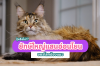 แมวเมนคูน (Maine Coon) ยักษ์ใหญ่แสนอ่อนโยนของโลกแมว แมวเมนคูน (Maine Coon) ยักษ์ใหญ่แสนอ่อนโยนของโลกแมว