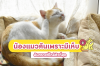 เห็บแมว: อันตรายที่มองไม่เห็น เห็บแมว: อันตรายที่มองไม่เห็น
