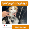 Grooming STANDARD แมวโต (ขนยาว)