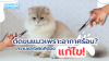 ตัดขนแมวเพราะอากาศร้อน? ความเข้าใจผิดที่ต้องแก้ไข | Maru Cat Grooming ตัดขนแมวเพราะอากาศร้อน? ความเข้าใจผิดที่ต้องแก้ไข | Maru Cat Grooming