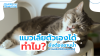 แมวเลียตัวเองได้ ทำไมยังต้องอาบน้ำ? – ความจริงที่เจ้าของควรรู้