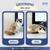 The Art of Degreasing: เจาะลึกเทคนิคแก้อาการ "หางมัน" (Stud Tail) ในแมว โดย Specialist | Maru Cat Group