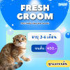 KITTEN STANDARD ลูกแมว (ขนสั้น) 4-8 เดือน