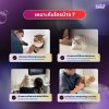 เรียนอาบน้ำแมว เรียนอาบน้ำแมว