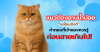 “แมวต้องอาบน้ำบ่อยแค่ไหนถึงดี? คำตอบที่เจ้าของแมวควรรู้ ก่อนสายเกินไป!” “แมวต้องอาบน้ำบ่อยแค่ไหนถึงดี? คำตอบที่เจ้าของแมวควรรู้ ก่อนสายเกินไป!”