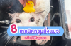 8 เทคนิคกรูมมิ่งแมว เคล็ด(ไม่)ลับในการดูแลขนให้สวยเงางาม 8 เทคนิคกรูมมิ่งแมว เคล็ด(ไม่)ลับในการดูแลขนให้สวยเงางาม