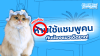 ห้ามใช้แชมพูของคนกับแมว เหตุผลสำคัญที่ทาสแมวต้องรู้!