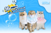 เจาะลึก 16 MBTI ของลูกค้าขนฟูที่ Maru Cat Grooming 
