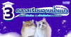 เรียนอาบน้ำแมวเพื่อเปิดร้าน | Maru Cat Academy มาตรฐานเดียวกับแมวประกวด เรียนอาบน้ำแมวเพื่อเปิดร้าน | Maru Cat Academy มาตรฐานเดียวกับแมวประกวด