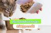 ปริมาณโปรตีนสำหรับแมว สู่กุญแจสุขภาพที่แข็งแรง ปริมาณโปรตีนสำหรับแมว สู่กุญแจสุขภาพที่แข็งแรง