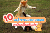 พฤติกรรมแปลกๆของแมว อาจจะเป็นการสื่อสารบางอย่าง พฤติกรรมแปลกๆของแมว อาจจะเป็นการสื่อสารบางอย่าง