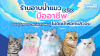 อาบน้ำแมวอย่างมืออาชีพ ต้องรู้จักขนแต่ละสายพันธุ์ – ไม่ใช่แค่ฟอกแล้วจบ อาบน้ำแมวอย่างมืออาชีพ ต้องรู้จักขนแต่ละสายพันธุ์ – ไม่ใช่แค่ฟอกแล้วจบ