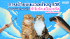 การเป่าขนแมวอย่างถูกวิธี สำคัญไม่แพ้การอาบน้ำ – ทำไมร้านมืออาชีพต้องใส่ใจขั้นตอนนี้