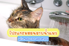 โปรแกรมสอนอาบน้ำแมว by Maru Cat Grooming