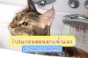 โปรแกรมสอนอาบน้ำแมว by Maru Cat Grooming โปรแกรมสอนอาบน้ำแมว by Maru Cat Grooming