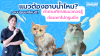 แมวต้องอาบน้ำไหม?