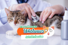 โรคหัดแมว ภัยร้ายที่ซ่อนเร้น ทาสแมวต้องรู้ก่อนสาย! โรคหัดแมว ภัยร้ายที่ซ่อนเร้น ทาสแมวต้องรู้ก่อนสาย!