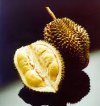 DURIAN