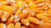 FIELD CORN For ANIMAL FEED