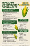 “Thailand’s Corn Power: From Fields to Global Markets – In-Depth Corn Market Outlook 2026: Thailand on the World Stage Article by SO OK TRADING” “Thailand’s Corn Power: From Fields to Global Markets – In-Depth Corn Market Outlook 2026: Thailand on the World Stage Article by SO OK TRADING”