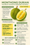 Thai Monthong Durian Premium fruit, its delicious taste reaches China and the world BY SO OK TRADING Thai Monthong Durian Premium fruit, its delicious taste reaches China and the world BY SO OK TRADING