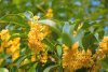 tanaman bunga Osmanthus warna kuning tanaman bunga Osmanthus warna kuning