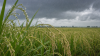 ฝนช่วงผสมเกสรเล่นงานข้าวเท็กซัส! ผลผลิตแปลงต้นฤดูลด 5–15% ขณะเพลี้ยตัวปัญหายังไม่ระบาดหนัก ฝนช่วงผสมเกสรเล่นงานข้าวเท็กซัส! ผลผลิตแปลงต้นฤดูลด 5–15% ขณะเพลี้ยตัวปัญหายังไม่ระบาดหนัก