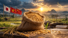 เก็บเมล็ดพันธุ์ไว้ปลูกต่อ จะมีข้อจำกัดมากขึ้นไหม? ดูญี่ปุ่น–เวียดนาม–จีน กับกติกา เมื่อเข้าร่วม UPOV 1991 เก็บเมล็ดพันธุ์ไว้ปลูกต่อ จะมีข้อจำกัดมากขึ้นไหม? ดูญี่ปุ่น–เวียดนาม–จีน กับกติกา เมื่อเข้าร่วม UPOV 1991