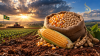 ไทยจับตาต้นทุนอาหารสัตว์ บราซิลปลูกถั่วเหลือง–ข้าวโพดช้ากว่าปีก่อน! AgRural เผยตัวเลขล่าสุด
