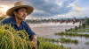 เจ้าพระยาต้องจับตา! วางกรอบระบายน้ำ 1,500–2,000 ลบ.ม./วินาที ท้ายน้ำเสี่ยงกว่า 1.81 แสนไร่—ระดับน้ำอาจขึ้นอีก 30 ซม.–1.10 เมตร เจ้าพระยาต้องจับตา! วางกรอบระบายน้ำ 1,500–2,000 ลบ.ม./วินาที ท้ายน้ำเสี่ยงกว่า 1.81 แสนไร่—ระดับน้ำอาจขึ้นอีก 30 ซม.–1.10 เมตร