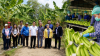 ญี่ปุ่นต้องการกล้วยปีละกว่า 1 ล้านตัน! ไทยเซ็นขายแล้ว 10,000 ตัน โอกาสใหม่เกษตรกร แต่ “คุณภาพต้องถึง” ญี่ปุ่นต้องการกล้วยปีละกว่า 1 ล้านตัน! ไทยเซ็นขายแล้ว 10,000 ตัน โอกาสใหม่เกษตรกร แต่ “คุณภาพต้องถึง”