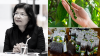 2 เครื่องเทศไทยได้แต้มต่อ! “มะแขว่นเชียงใหม่–พริกไทยสุไหงอุเป” ขึ้น GI พาณิชย์ดันเพิ่มมูลค่า–เปิดตลาดเกษตรกร 2 เครื่องเทศไทยได้แต้มต่อ! “มะแขว่นเชียงใหม่–พริกไทยสุไหงอุเป” ขึ้น GI พาณิชย์ดันเพิ่มมูลค่า–เปิดตลาดเกษตรกร