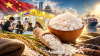 ข้าวไทยไปจีน 8 เดือนเหลือ 191,953 ตัน ลด 58.94% “กรมการค้าต่างประเทศ” เร่งทำตลาดใน CAEXPO—ยังไม่มีตัวเลขออร์เดอร์ใหม่ ข้าวไทยไปจีน 8 เดือนเหลือ 191,953 ตัน ลด 58.94% “กรมการค้าต่างประเทศ” เร่งทำตลาดใน CAEXPO—ยังไม่มีตัวเลขออร์เดอร์ใหม่