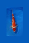 kohaku