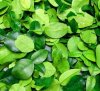 Dried kaffir lime