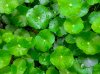 Centella Asiatica Centella Asiatica