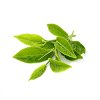 Green Tea Organic Water Extract Green Tea Organic Water Extract