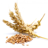 Hydrolyzed Wheat Protein Hydrolyzed Wheat Protein