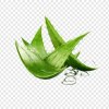 Aloe Vera Extract Aloe Vera Extract