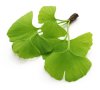 Ginkgo Biloba Extract Ginkgo Biloba Extract