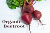 บีทรูทออร์แกนิค ผักหัวสีแดงที่มากกว่าความอร่อย เพื่อสุขภาพที่ดีจากภายใน