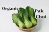Pak Choi Everything You Need to Know ผักสีเขียวเริ่มต้นของชีวิตสุขภาพดี Pak Choi Everything You Need to Know ผักสีเขียวเริ่มต้นของชีวิตสุขภาพดี