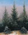 Fir Trees in the Snow
