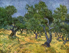 Olive Grove