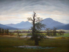The Lonely Tree