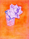 White Rose in a Glass