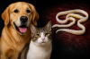 พยาธิตัวตืด (Tapeworms) พยาธิตัวตืด (Tapeworms)