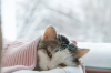 โรคไข้หัดแมว (Feline Distemper) โรคไข้หัดแมว (Feline Distemper)