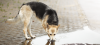 โรคฉี่หนู หรือโรคเลปโตสไปโรซิสในสุนัข (Leptospirosis in Dogs) โรคฉี่หนู หรือโรคเลปโตสไปโรซิสในสุนัข (Leptospirosis in Dogs)